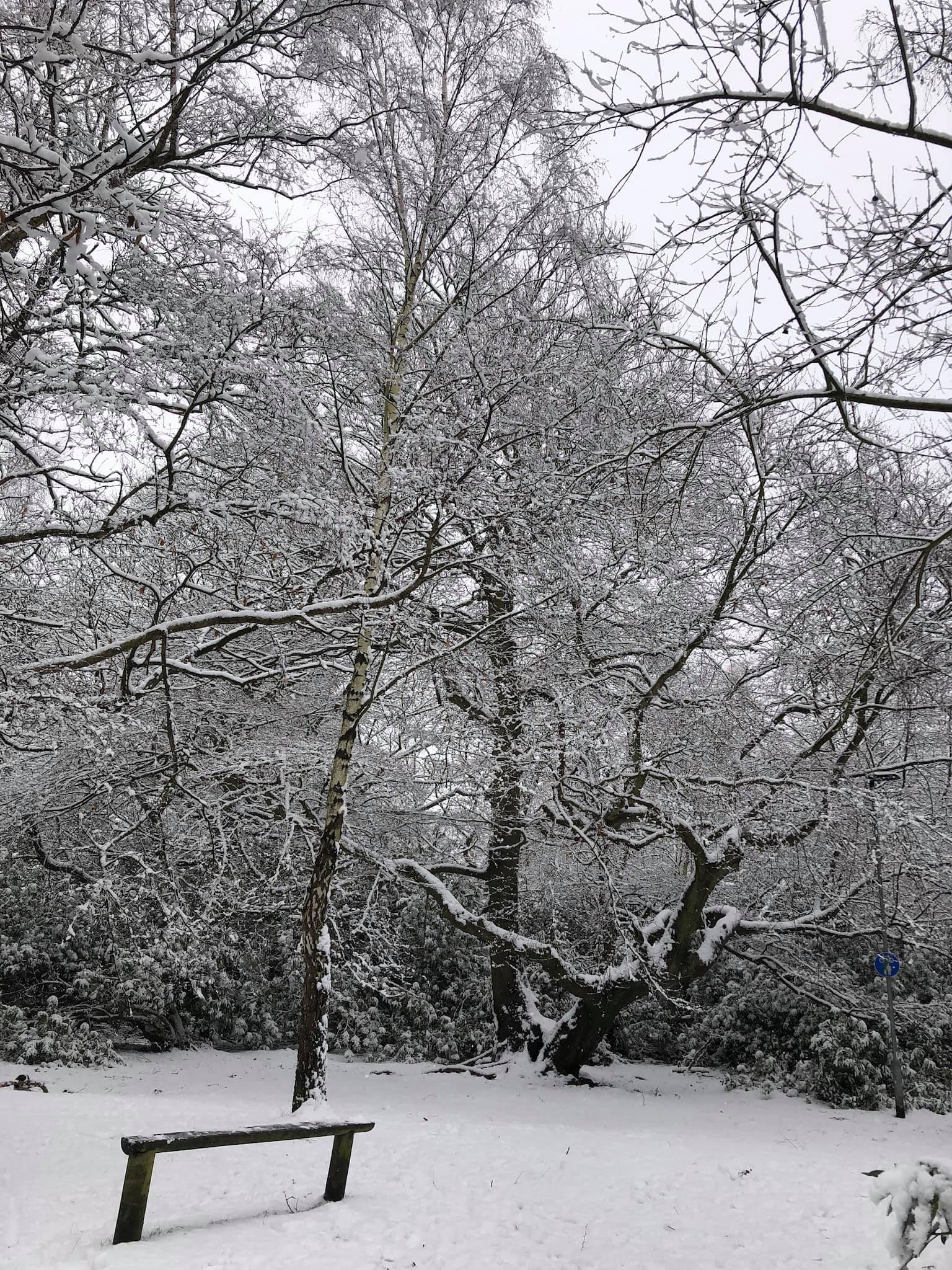 Fairy Tree, January 24th 2021 - Robert Axon